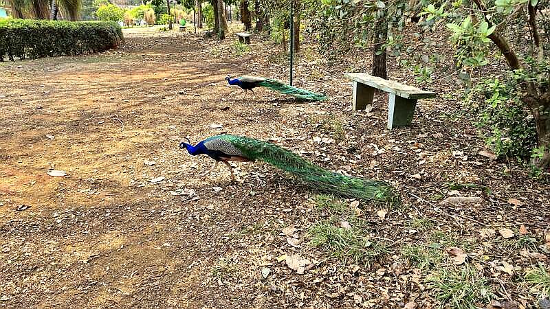 Visita ao Jardim Botânico, Americana (SP)